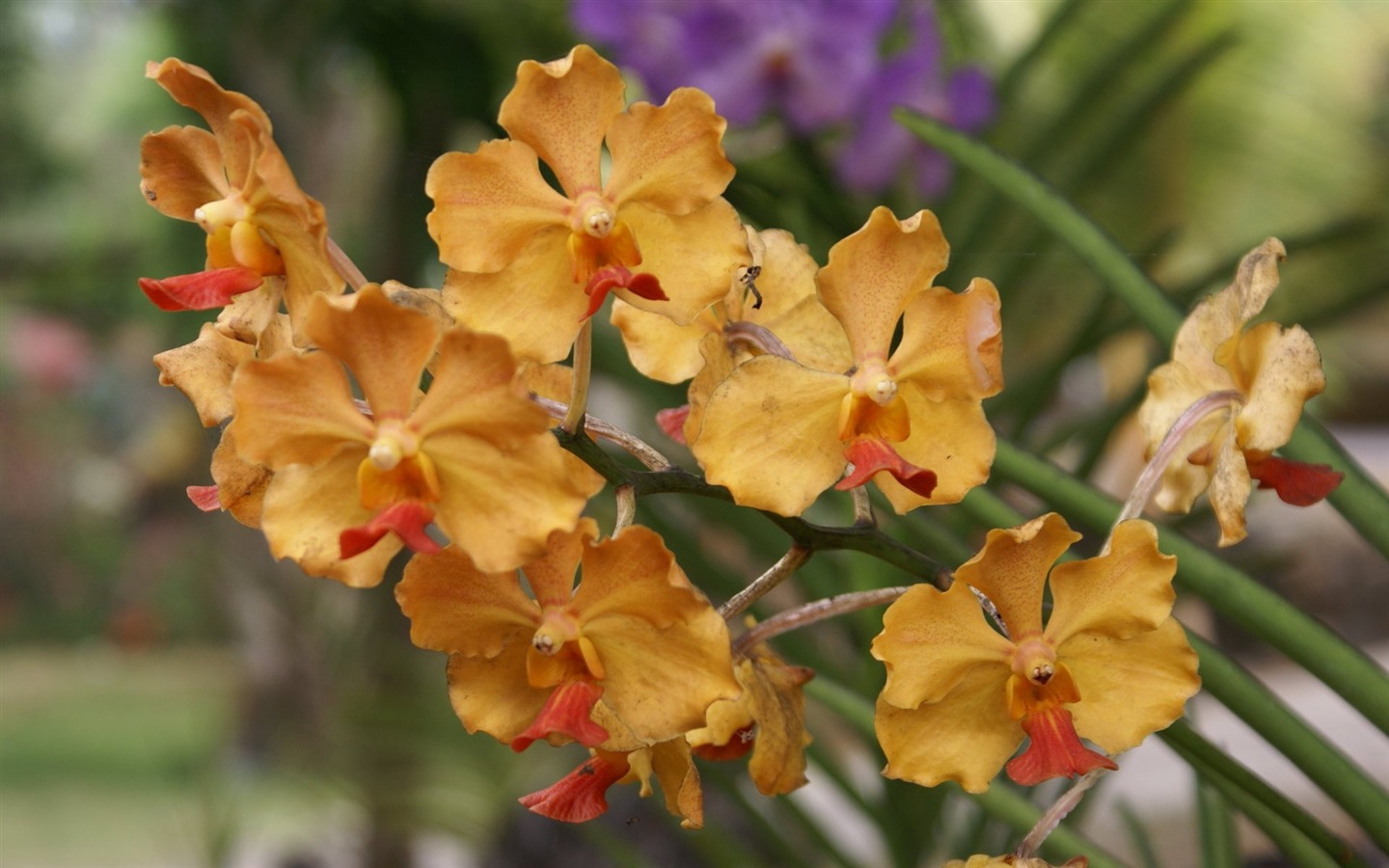 Orquídea foto de fondo de pantalla (2) #4 - 1440x900