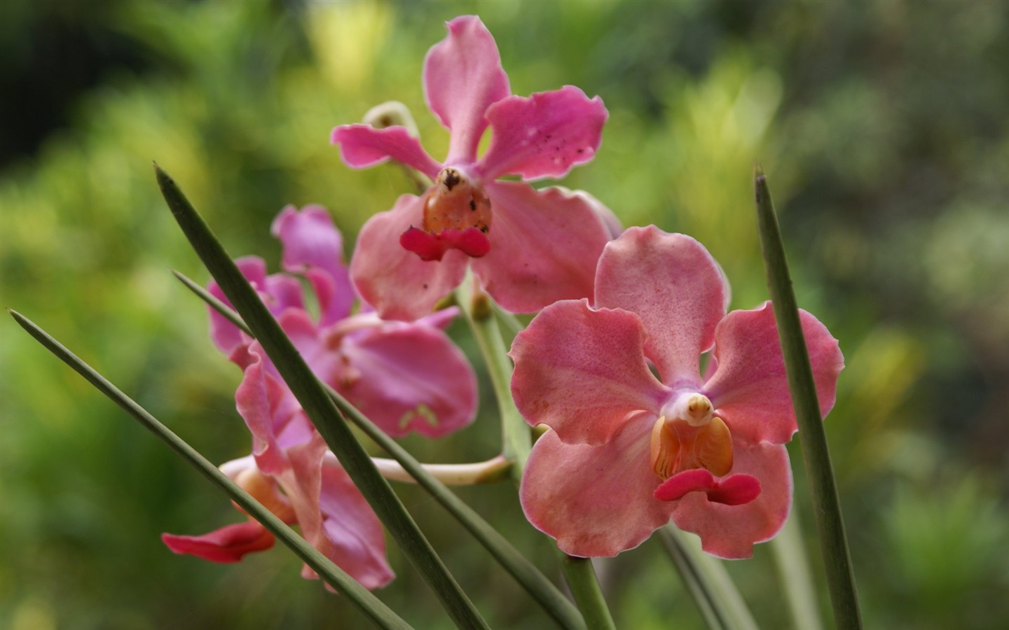 Orquídea foto de fondo de pantalla (2) #12 - 1440x900