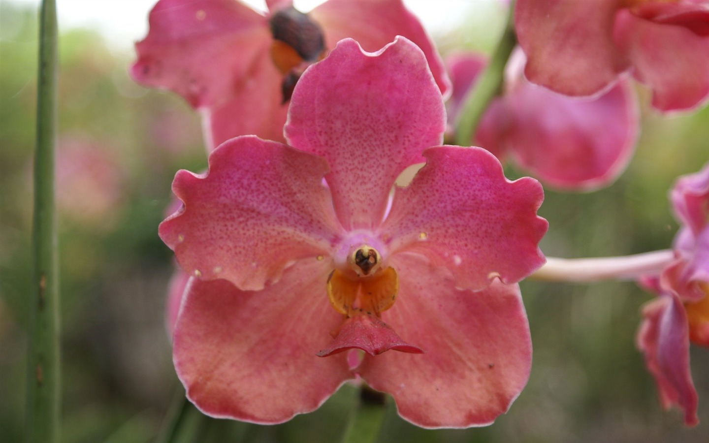Orquídea foto de fondo de pantalla (2) #13 - 1440x900