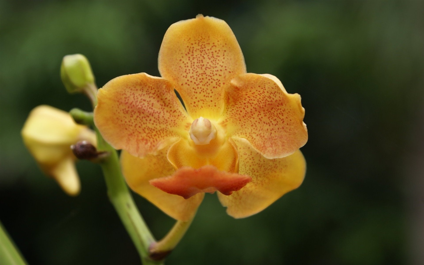 Orquídea foto de fondo de pantalla (2) #15 - 1440x900