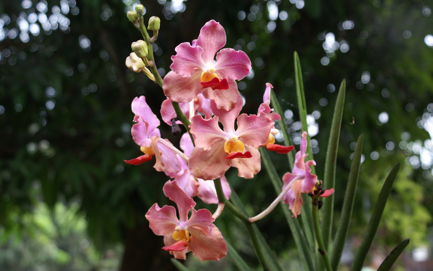 Orquídea foto de fondo de pantalla (2) #18 - 1440x900