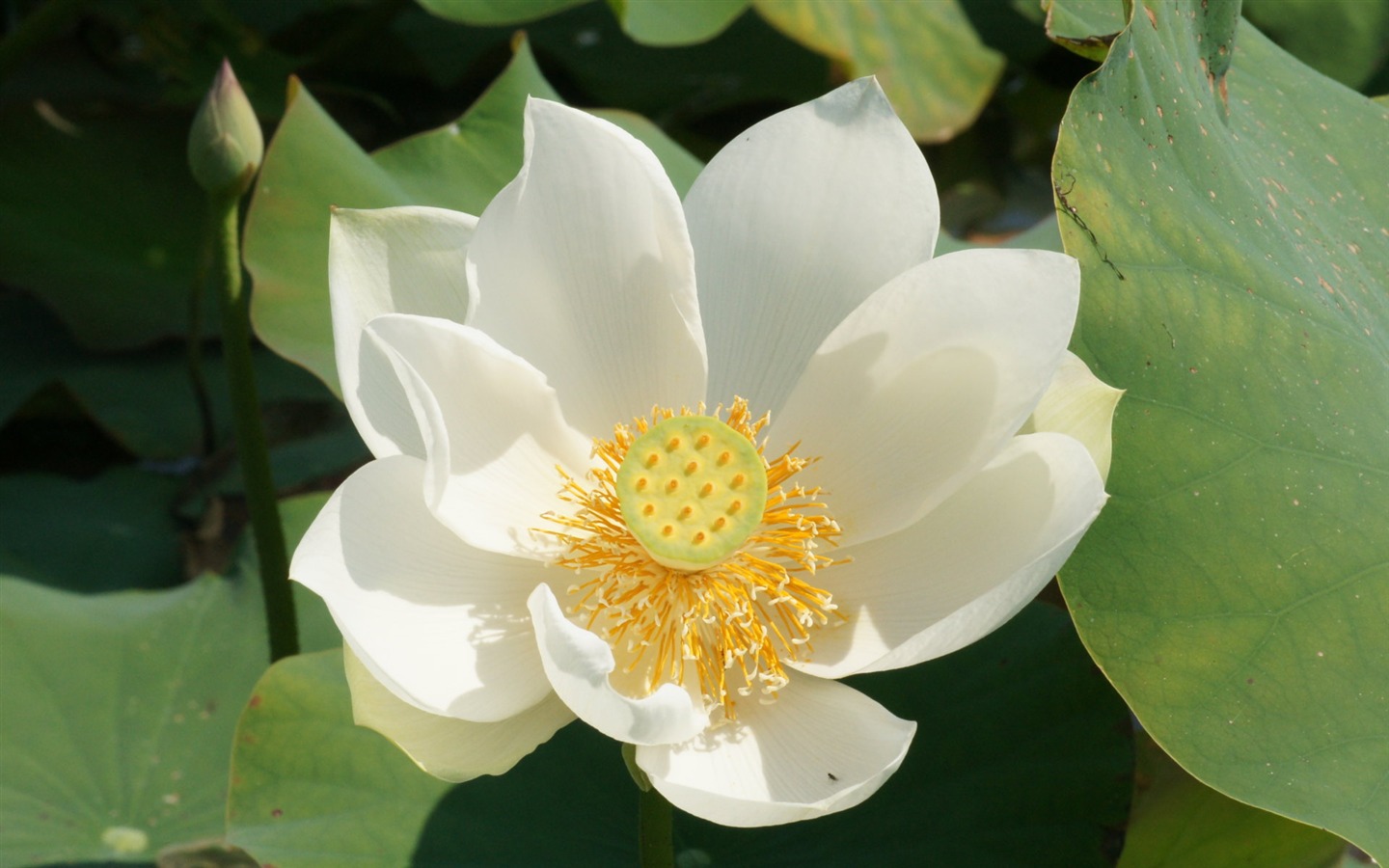 Lotus Fototapete (2) #1 - 1440x900