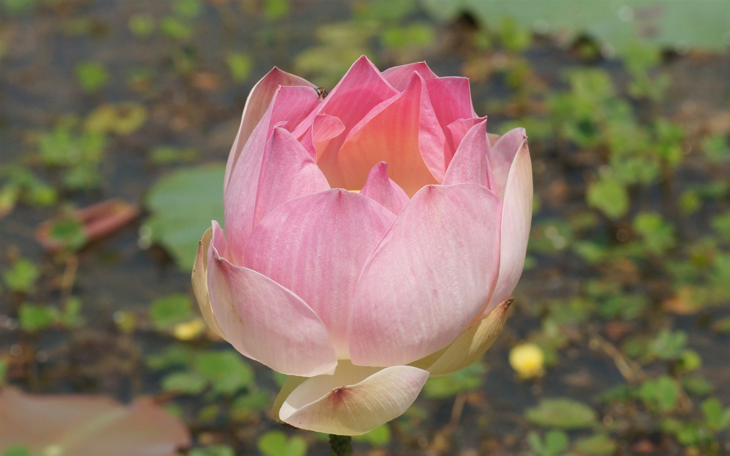Lotus tapety foto (2) #3 - 1440x900