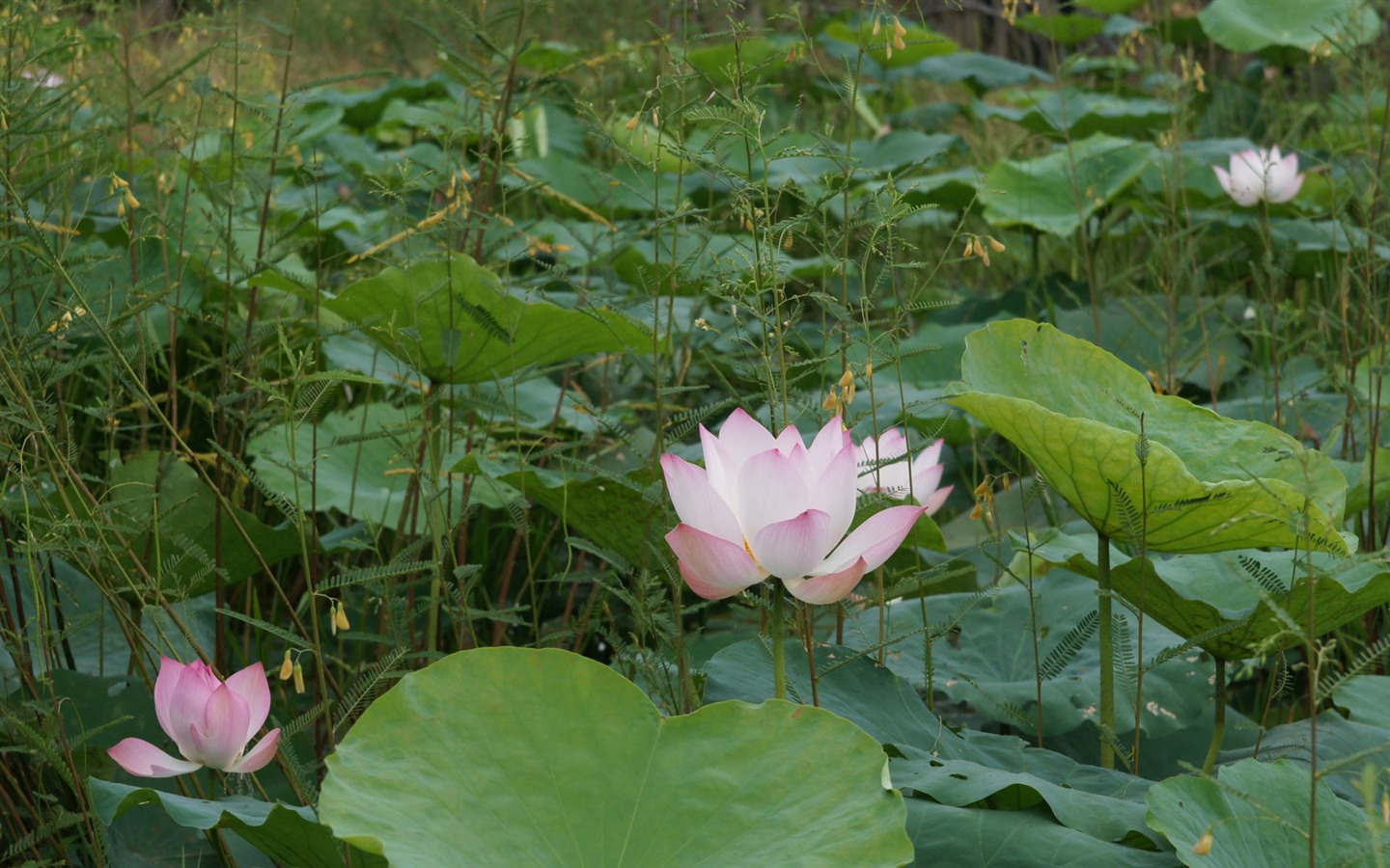 Lotus fondos de escritorio de la foto (2) #8 - 1440x900