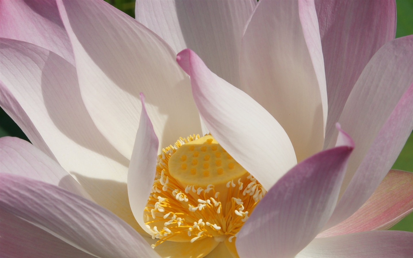 Lotus tapety foto (2) #12 - 1440x900