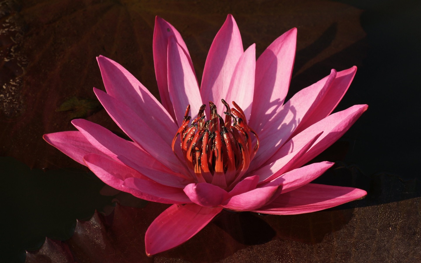 Lotus photo wallpaper (3) #2 - 1440x900