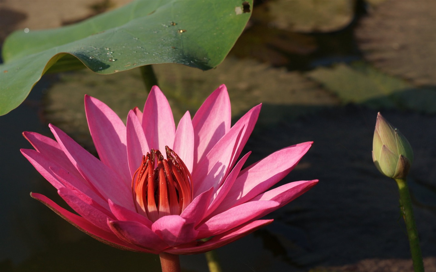 Fond d'écran photo Lotus (3) #4 - 1440x900