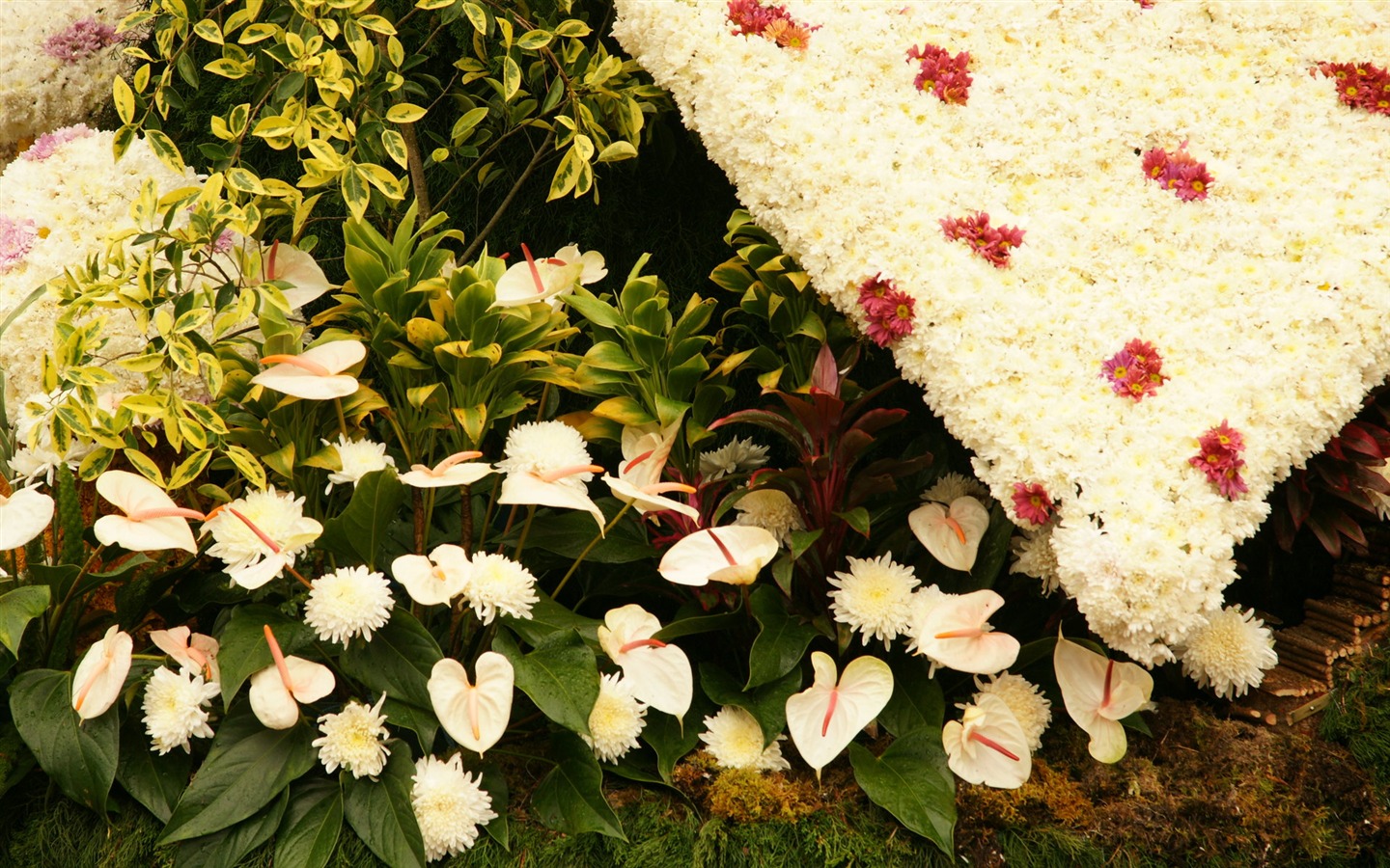 七彩花朵裝飾 壁紙(一) #4 - 1440x900