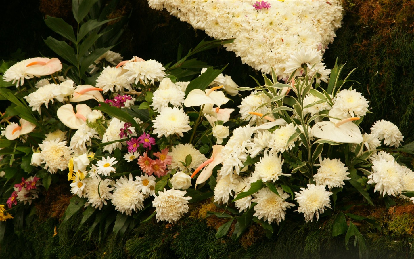 七彩花朵裝飾 壁紙(一) #7 - 1440x900