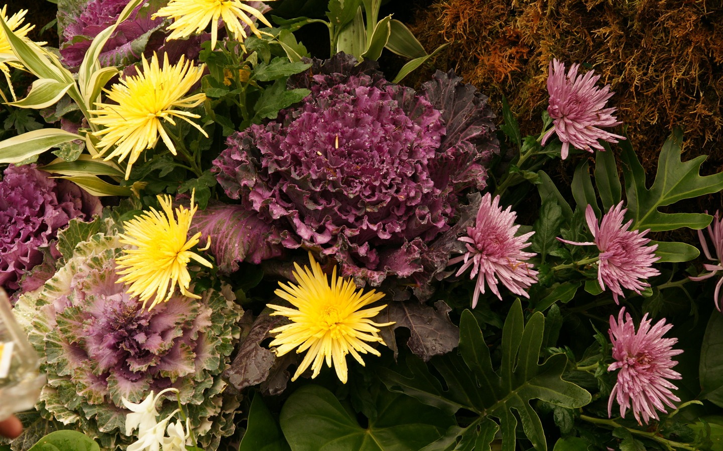 fleurs colorées décorent fond d'écran (2) #9 - 1440x900
