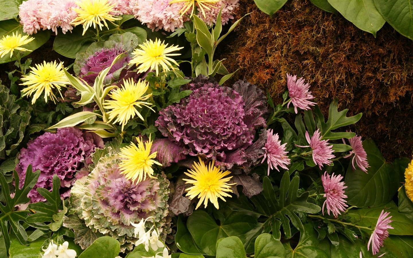 fleurs colorées décorent fond d'écran (2) #13 - 1440x900