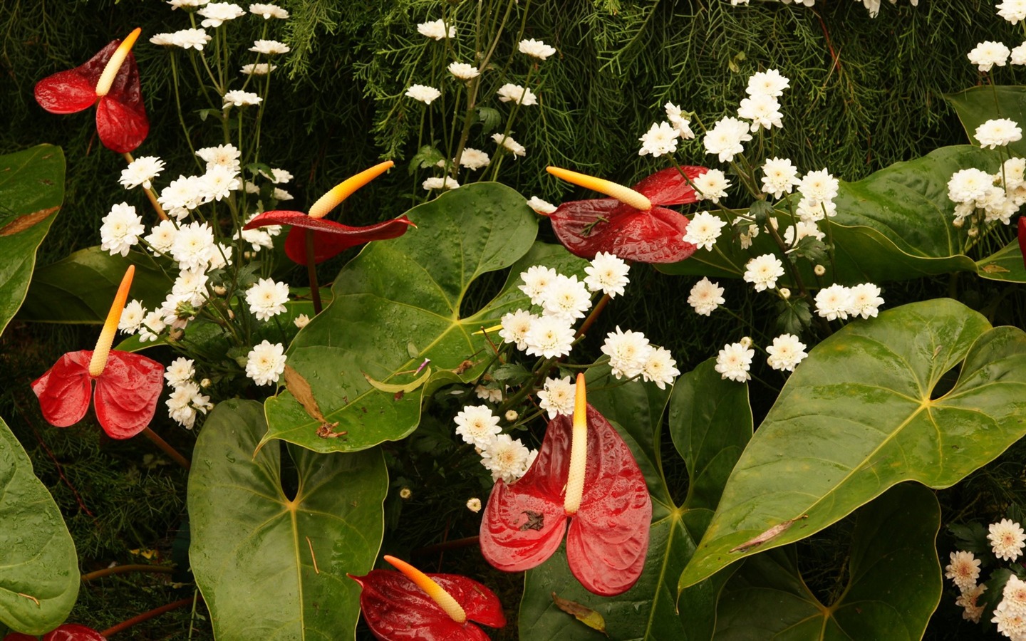 七彩花朵裝飾 壁紙(三) #6 - 1440x900