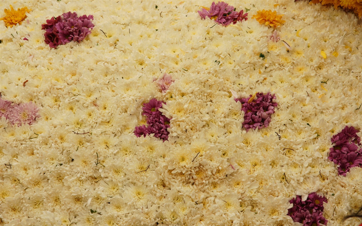 Bunte Blumen schmücken Tapete (3) #11 - 1440x900