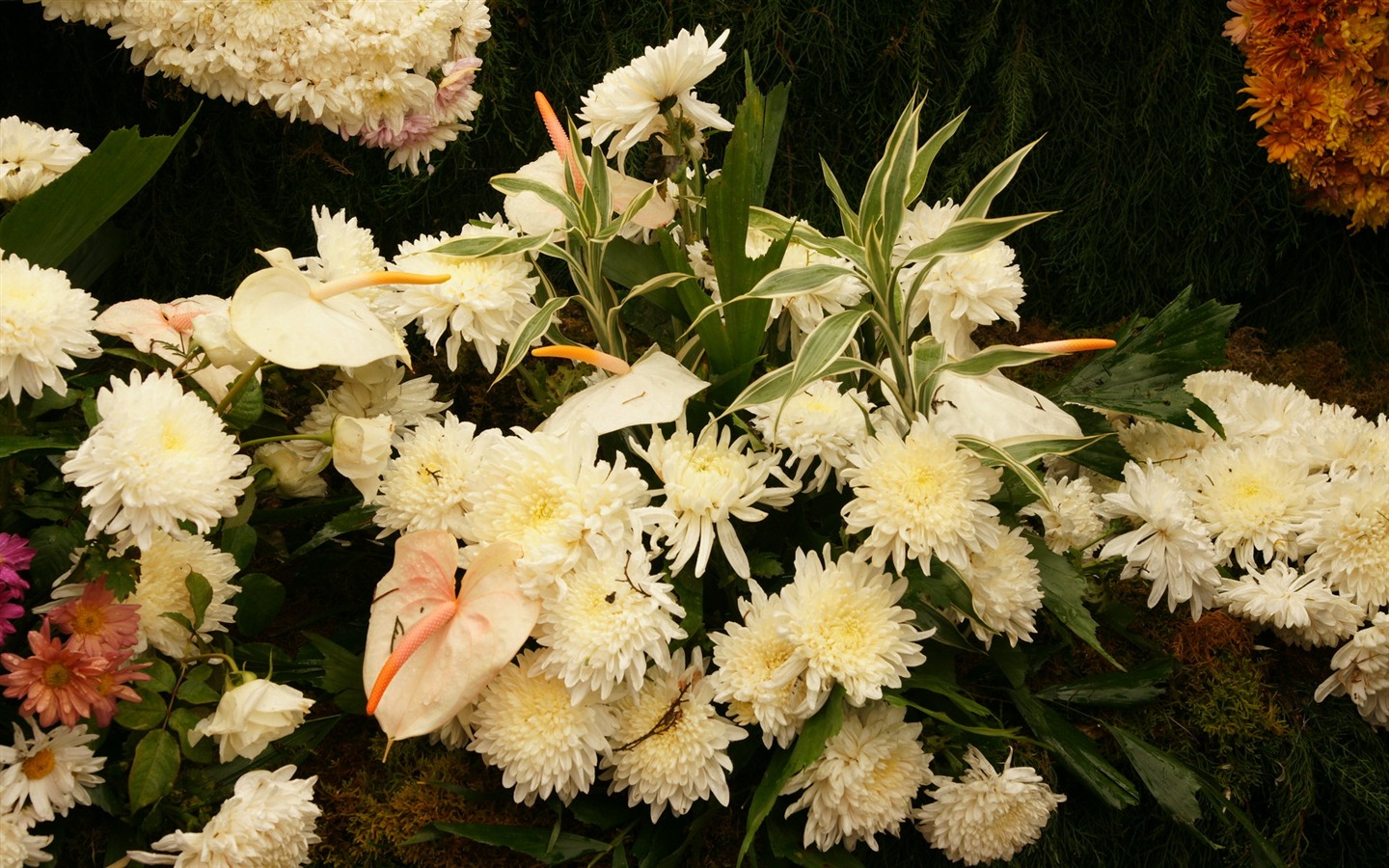 화려한 꽃 (3) 배경 화면을 장식 #14 - 1440x900