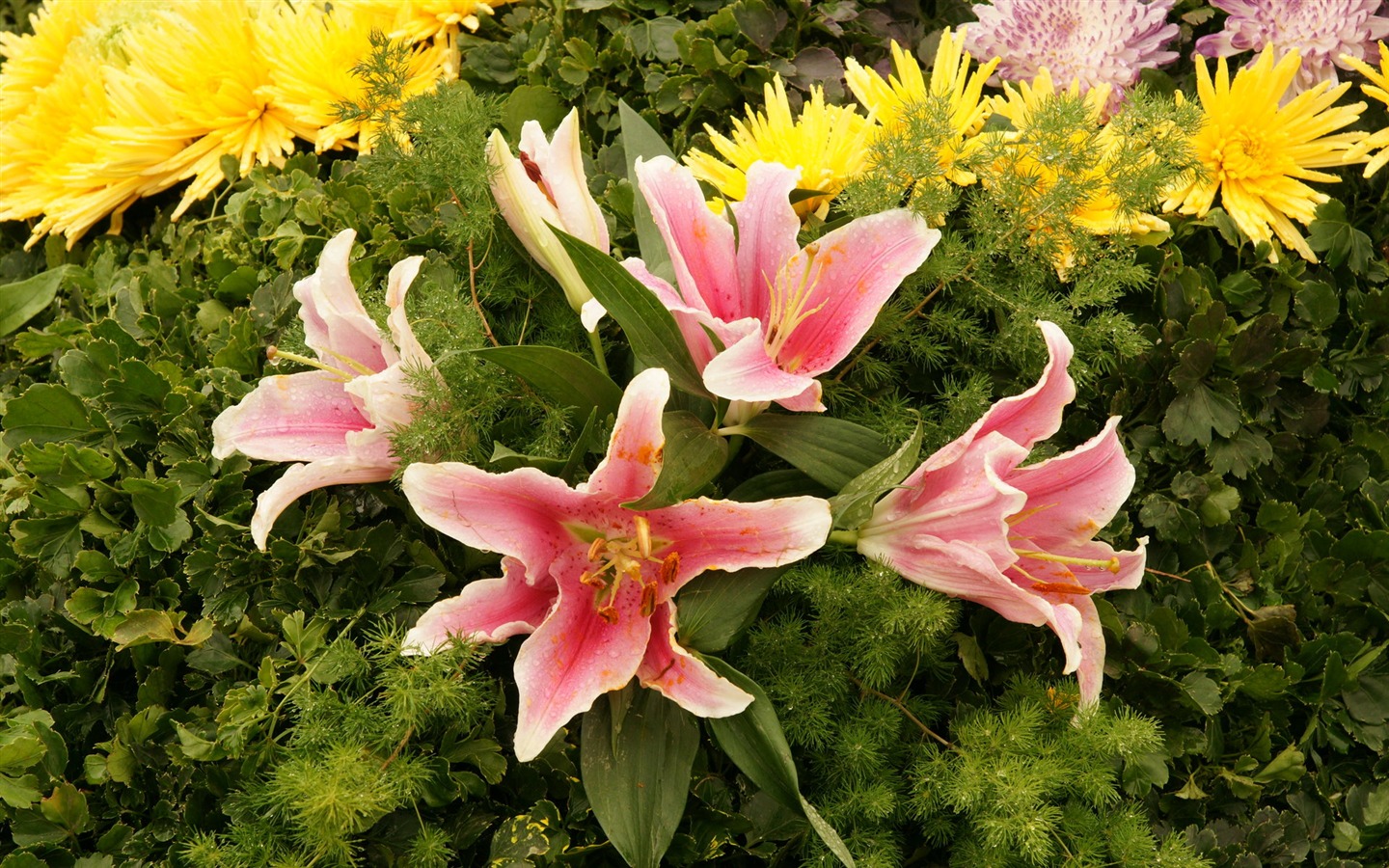화려한 꽃 (4) 배경 화면을 장식 #2 - 1440x900