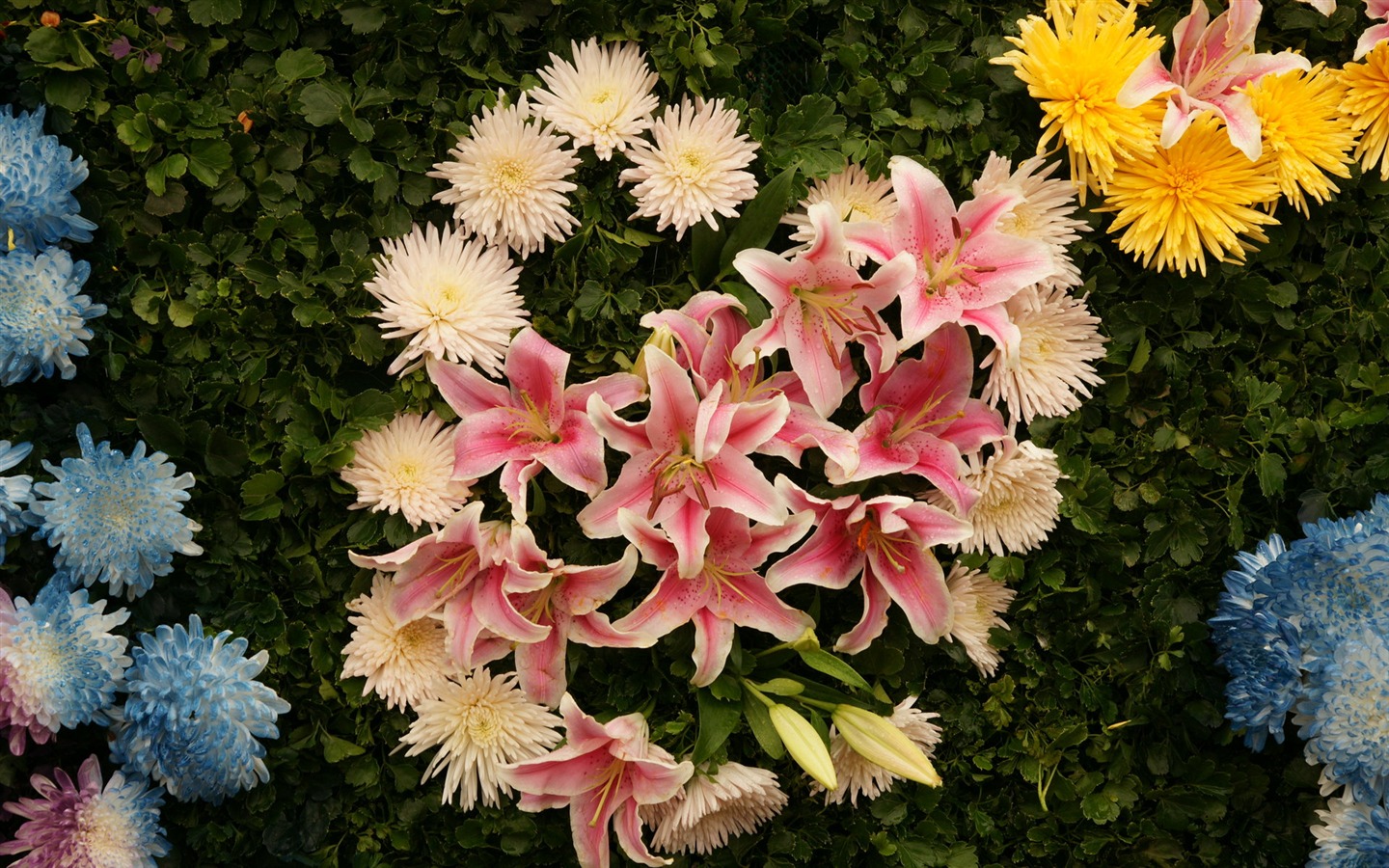 fleurs colorées décorent fond d'écran (4) #4 - 1440x900