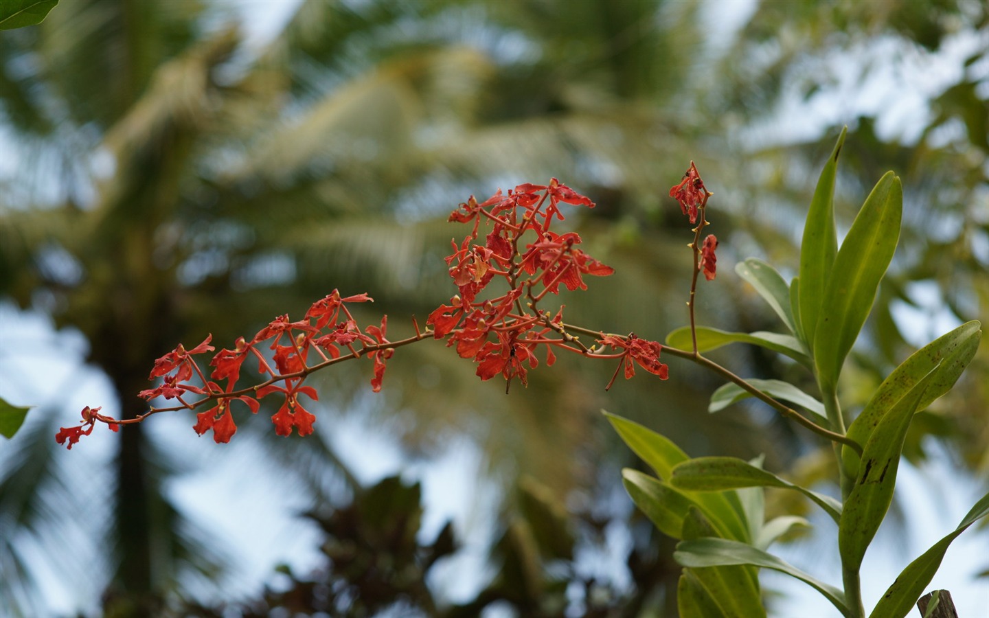 Widescreen wallpaper flowers close-up (31) #8 - 1440x900