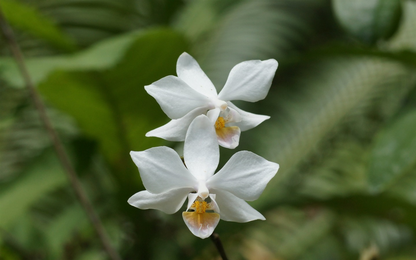 Widescreen wallpaper flowers close-up (31) #9 - 1440x900