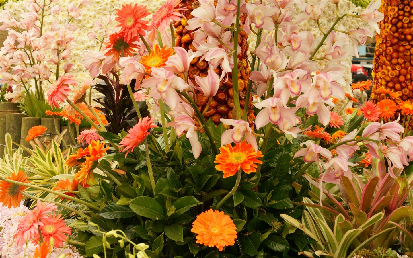 Widescreen wallpaper flowers close-up (31) #18 - 1440x900