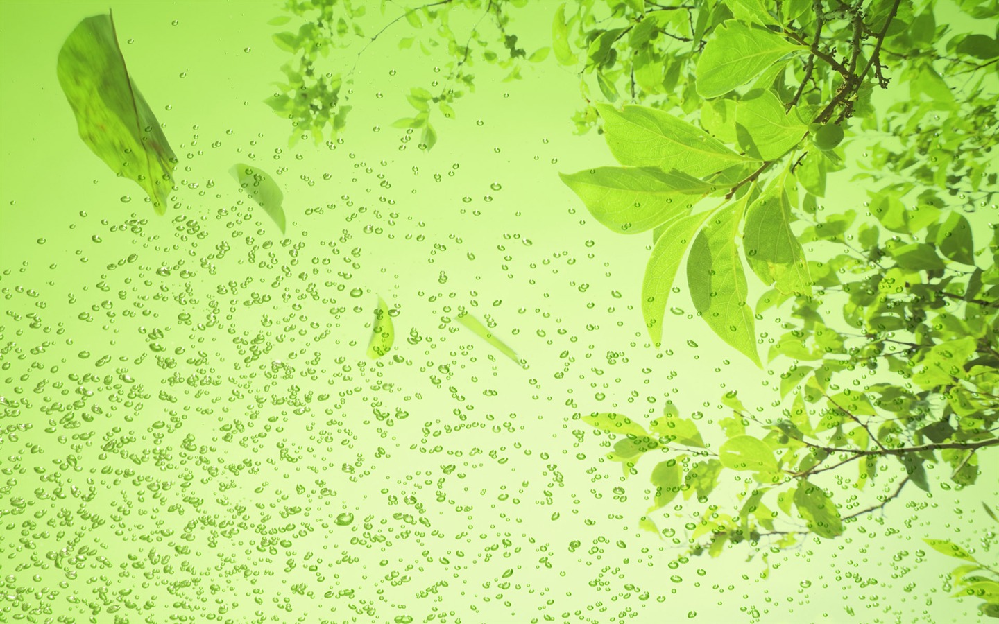 绿色与自然 壁纸(三)19 - 1440x900