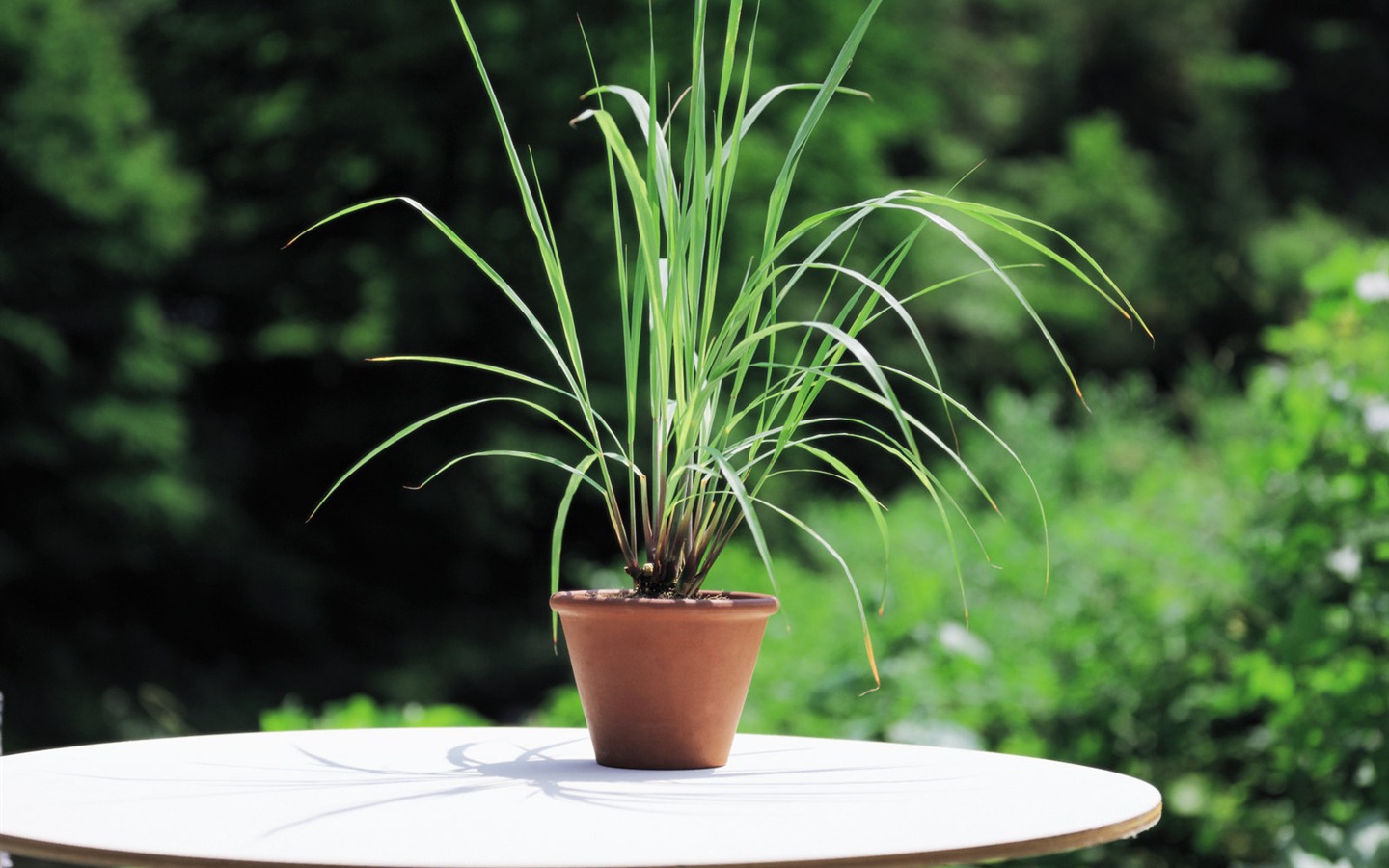 fonds d'écran à base de plantes et la vie #3 - 1440x900