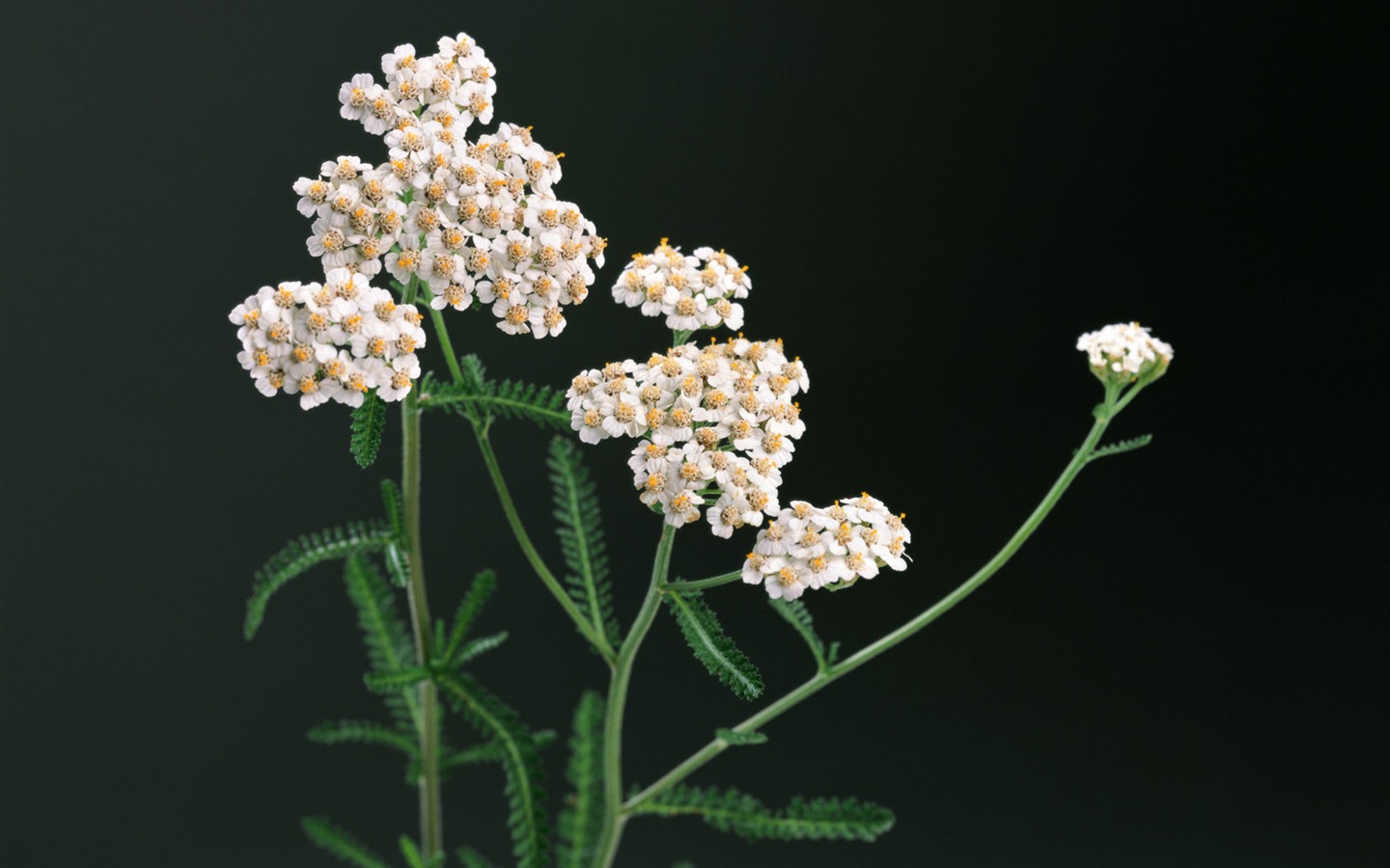 fonds d'écran à base de plantes et la vie #17 - 1440x900