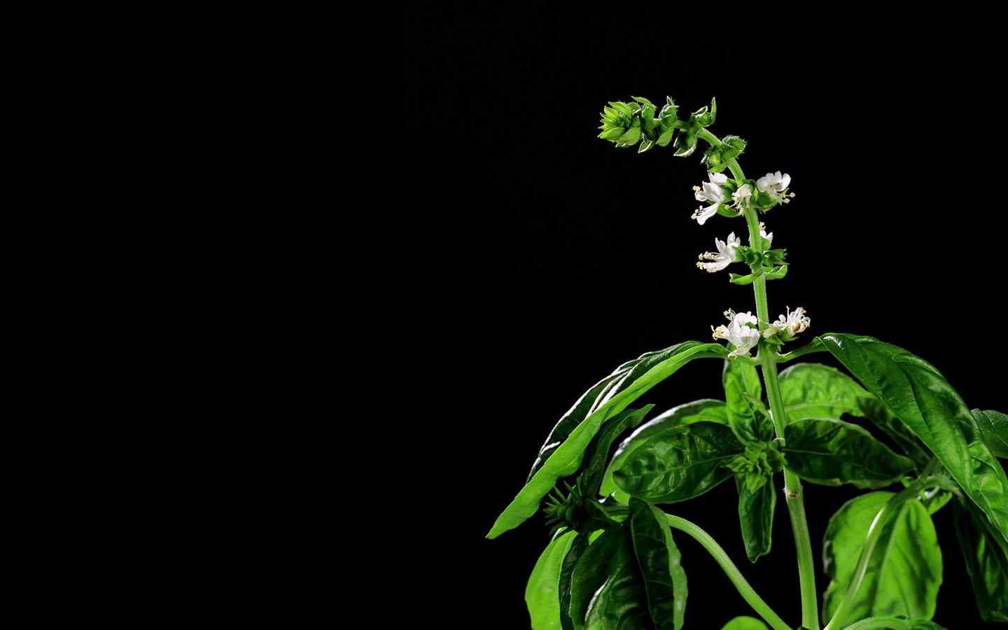 fonds d'écran à base de plantes et la vie #28 - 1440x900