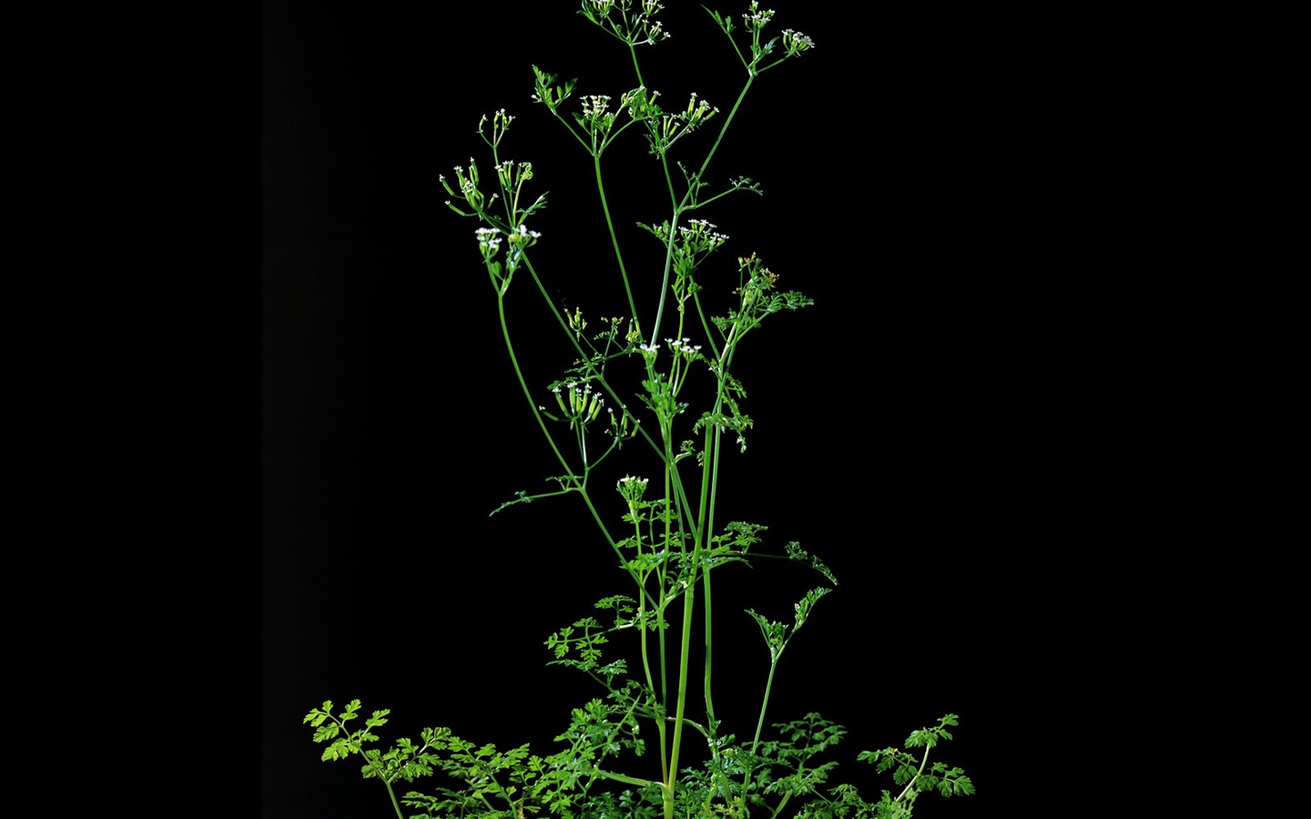 fonds d'écran à base de plantes et la vie #29 - 1440x900