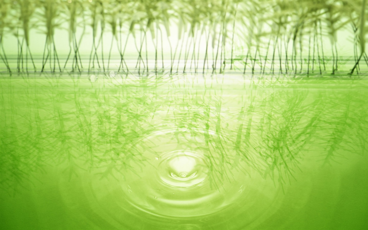 녹색과 자연 바탕 화면 (4) #19 - 1440x900