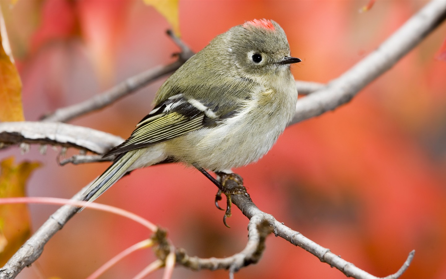 Animal Widescreen Wallpapers Collection (26) #1 - 1440x900
