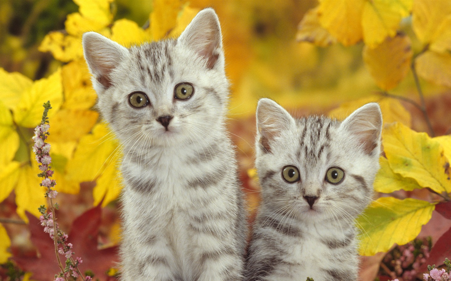 Animal Widescreen Wallpapers Collection (26) #12 - 1440x900