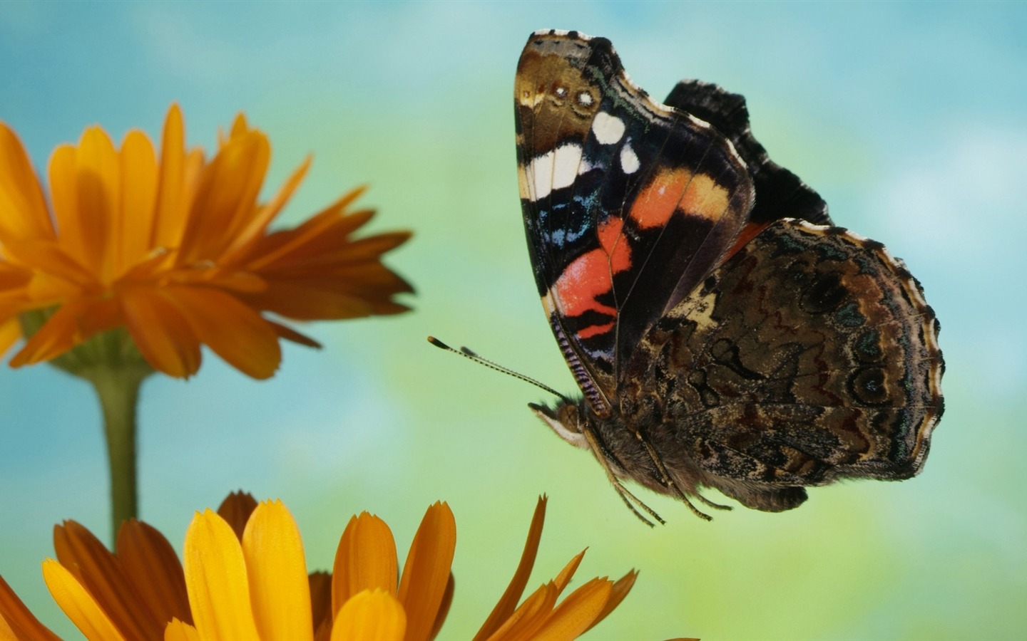 Animal Widescreen Wallpapers Collection (26) #16 - 1440x900