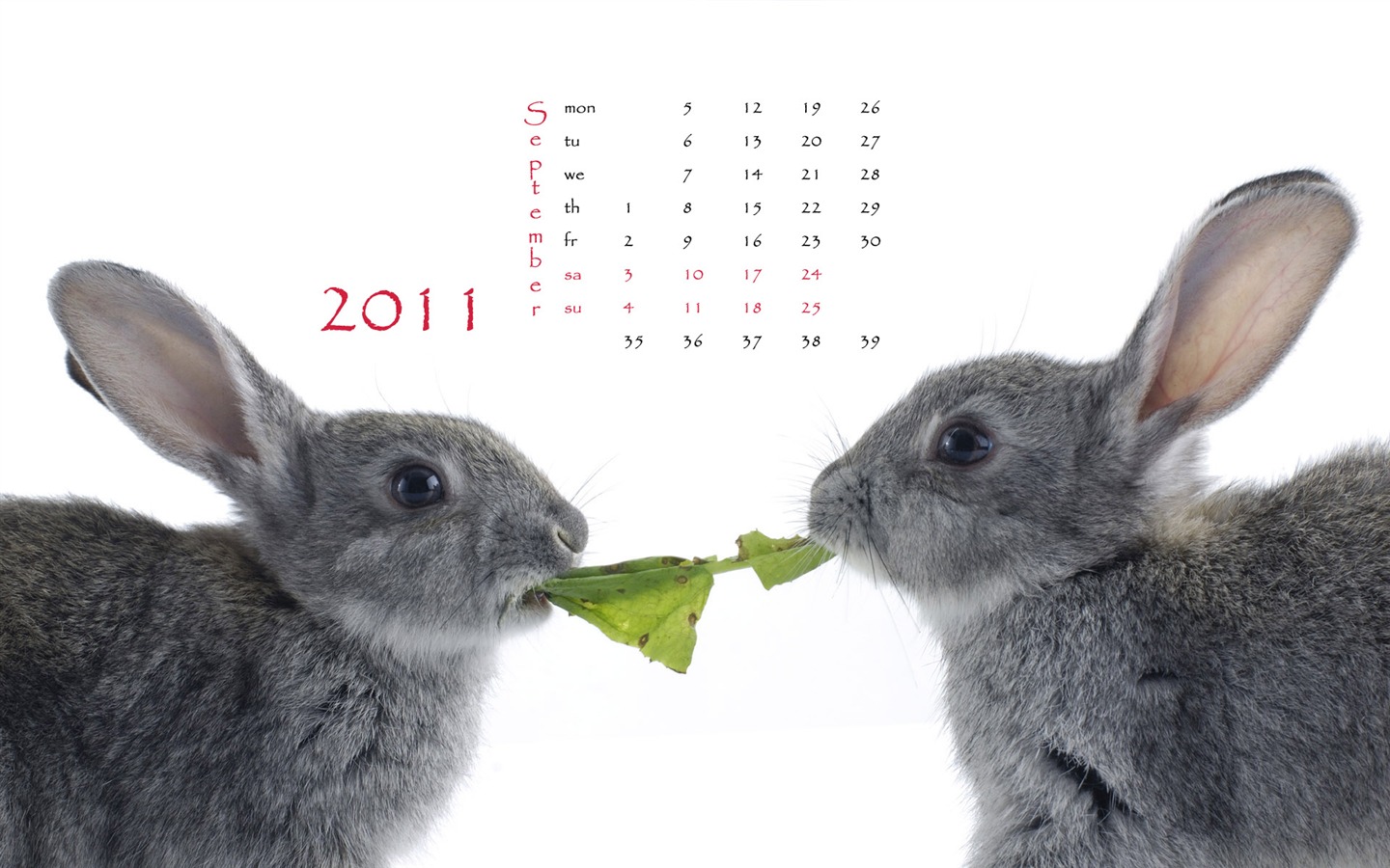 Year of the Rabbit 2011 calendar wallpaper (1) #9 - 1440x900