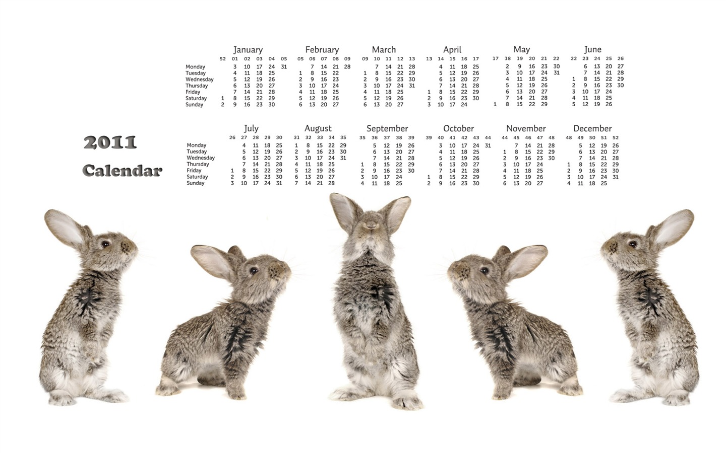Year of the Rabbit 2011 calendar wallpaper (1) #18 - 1440x900