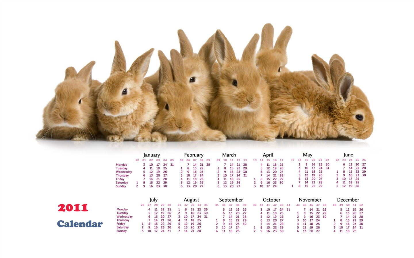 Year of the Rabbit 2011 calendar wallpaper (1) #20 - 1440x900