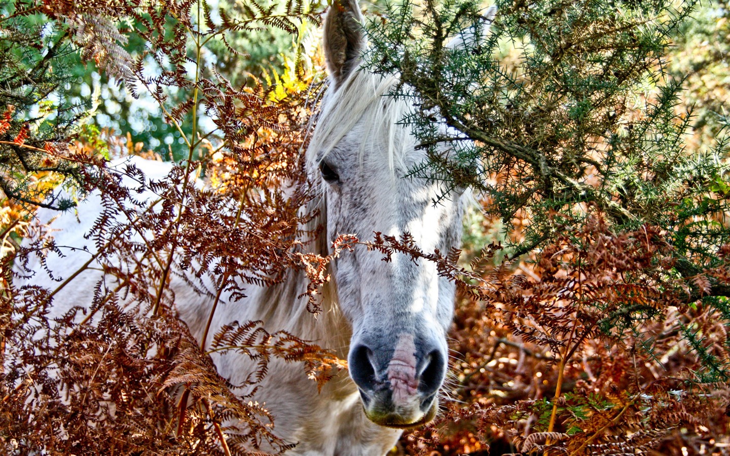 Caballo Super fotografía de fondo (1) #8 - 1440x900