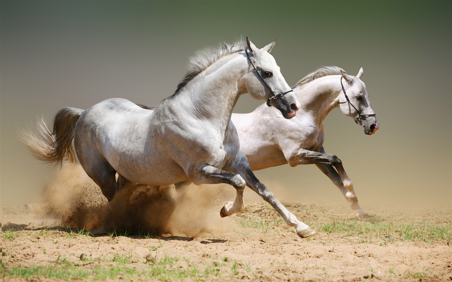 Caballo Super fotografía de fondo (1) #18 - 1440x900