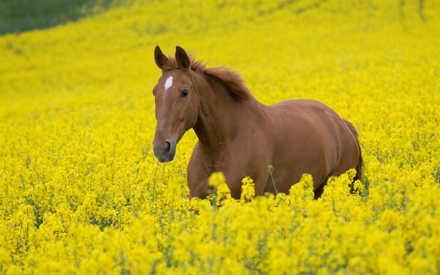 Super horse photo wallpaper (2) #3 - 1440x900