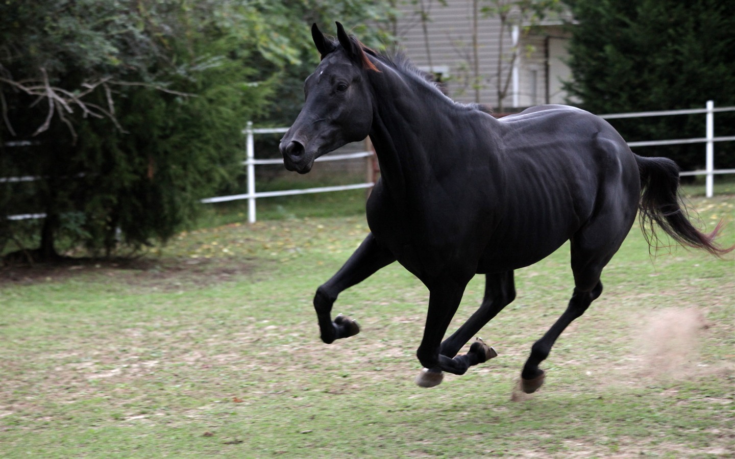 Супер лошадь фото обои (2) #4 - 1440x900
