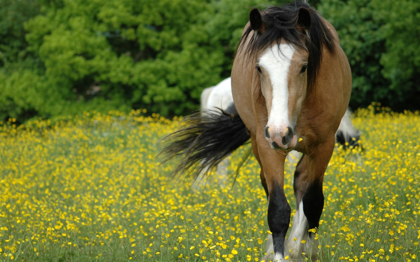 Super Pferd Fototapete (2) #8 - 1440x900