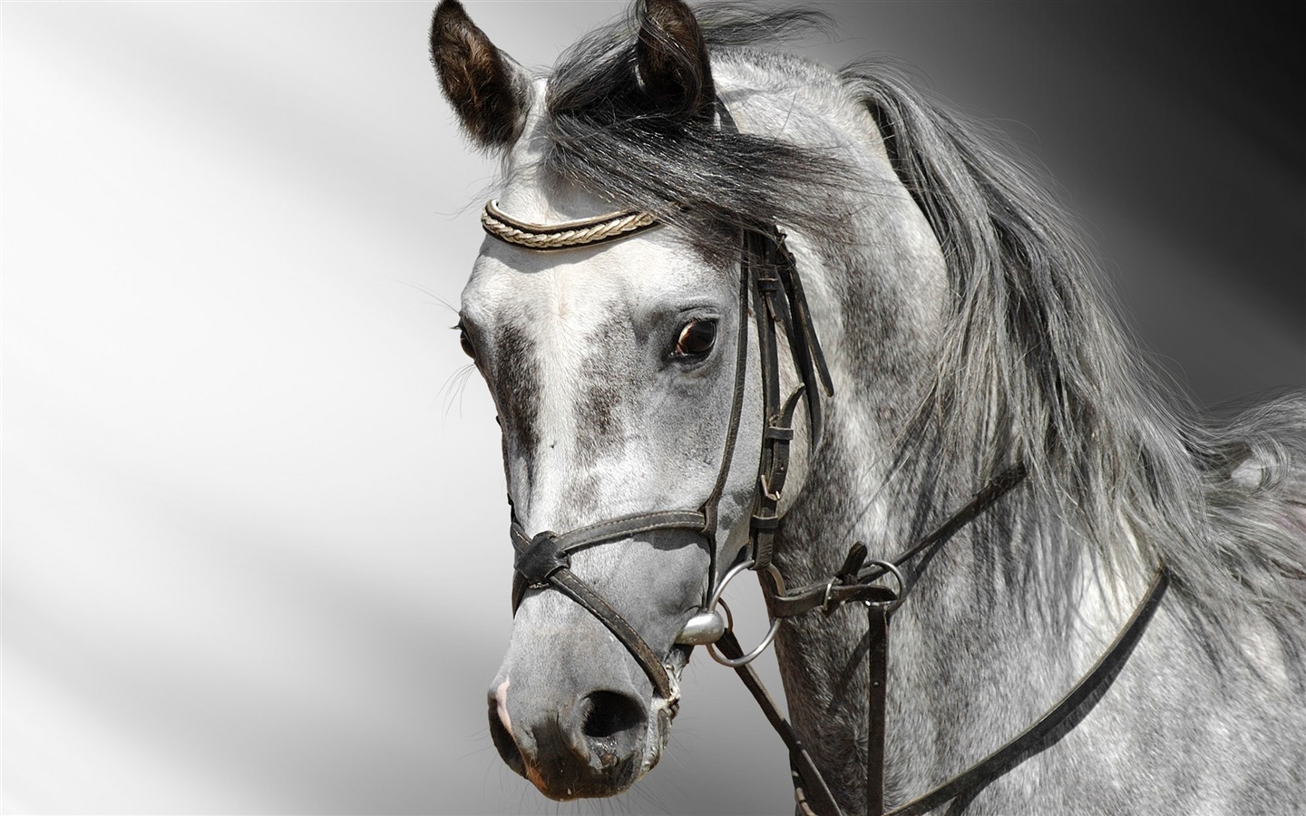 Super horse photo wallpaper (2) #9 - 1440x900