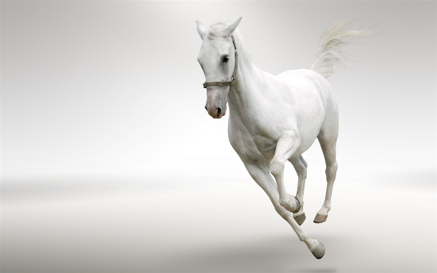 Super horse photo wallpaper (2) #14 - 1440x900