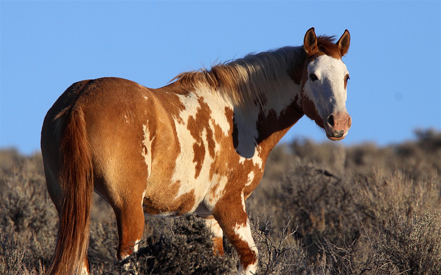 Super horse photo wallpaper (2) #17 - 1440x900