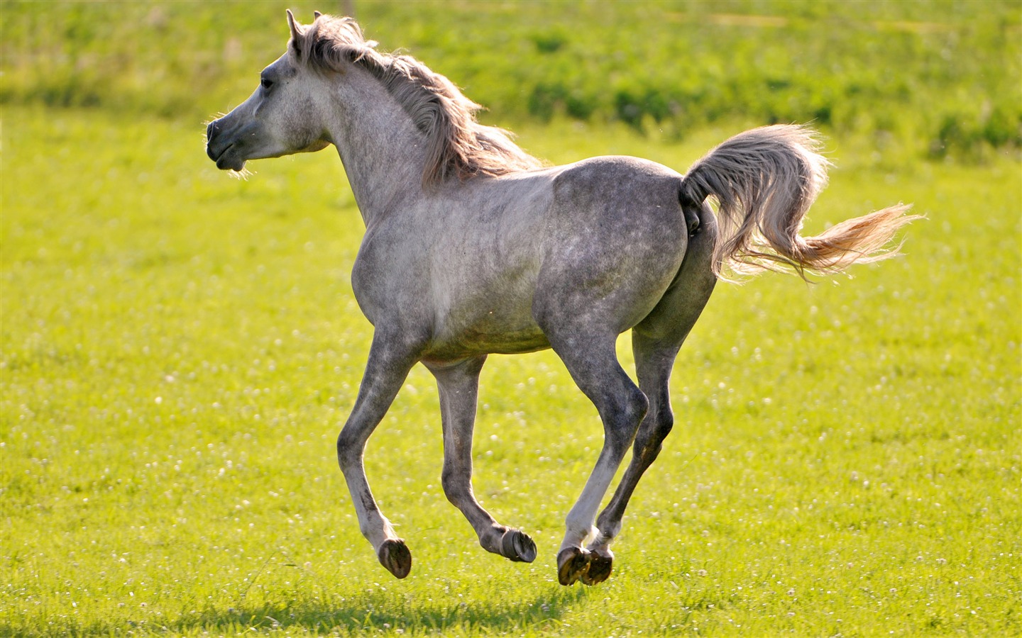 Super horse photo wallpaper (2) #18 - 1440x900