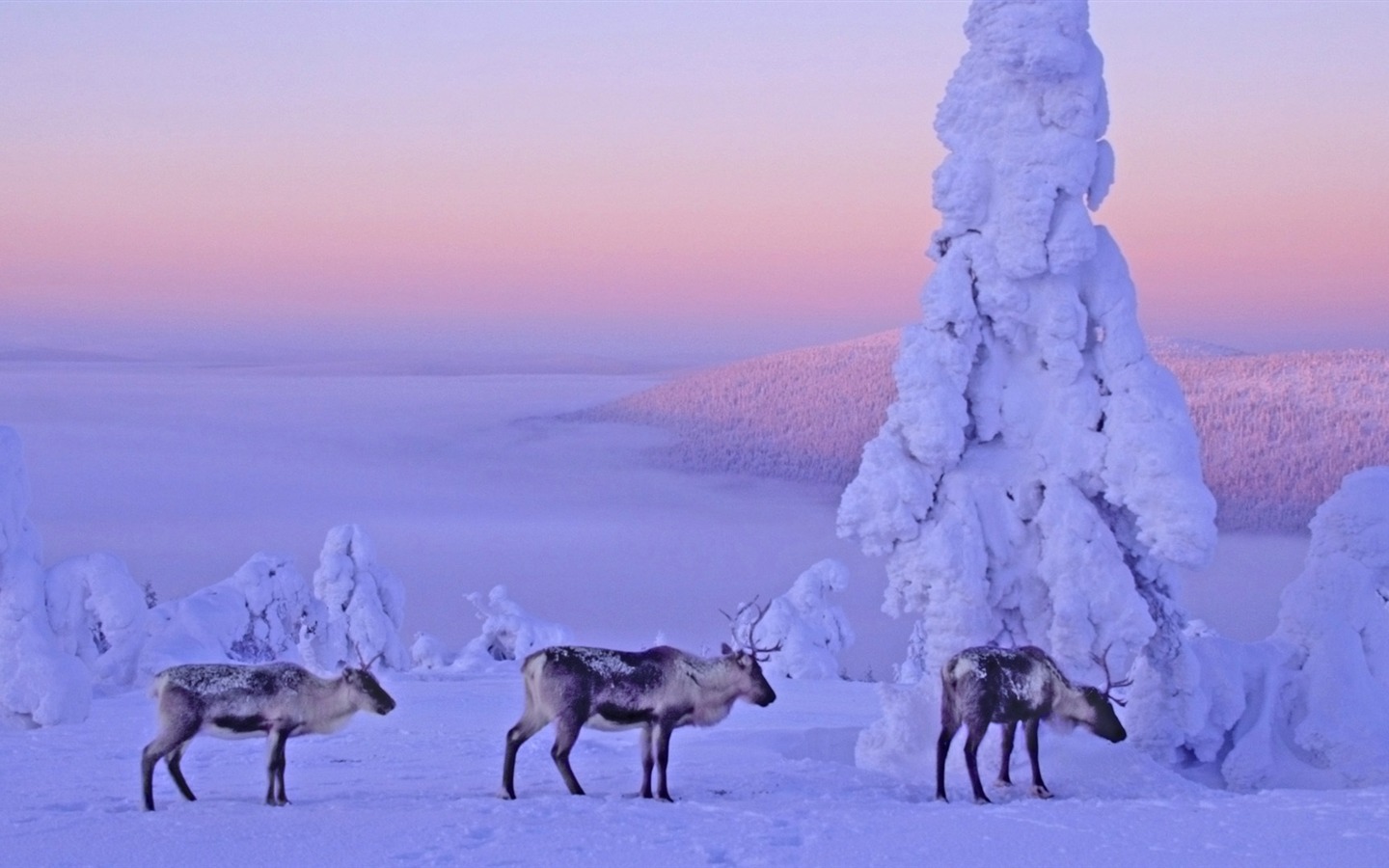 寬屏雪景 壁紙(四) #17 - 1440x900