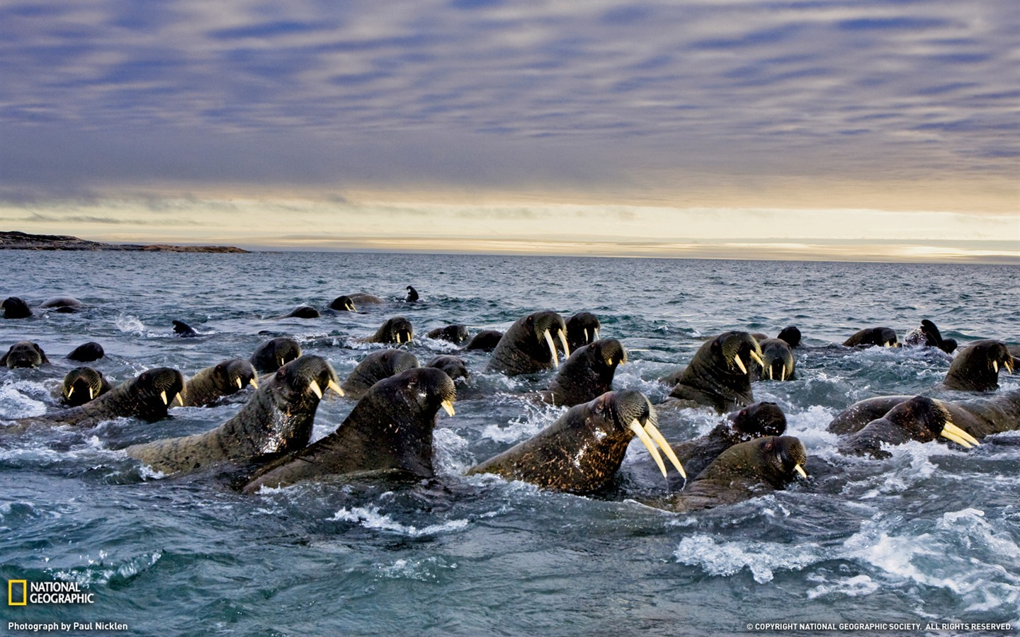 National Geographic album papier peint des animaux (8) #9 - 1440x900