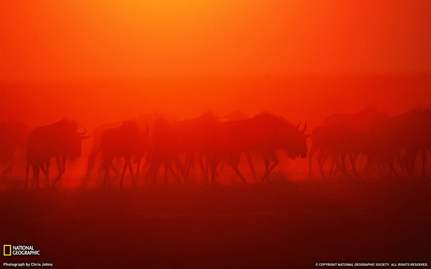 National Geographic animal wallpaper album (8) #10 - 1440x900