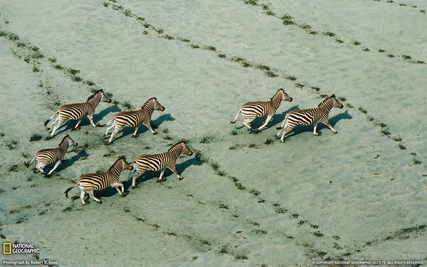 National Geographic album papier peint des animaux (8) #11 - 1440x900