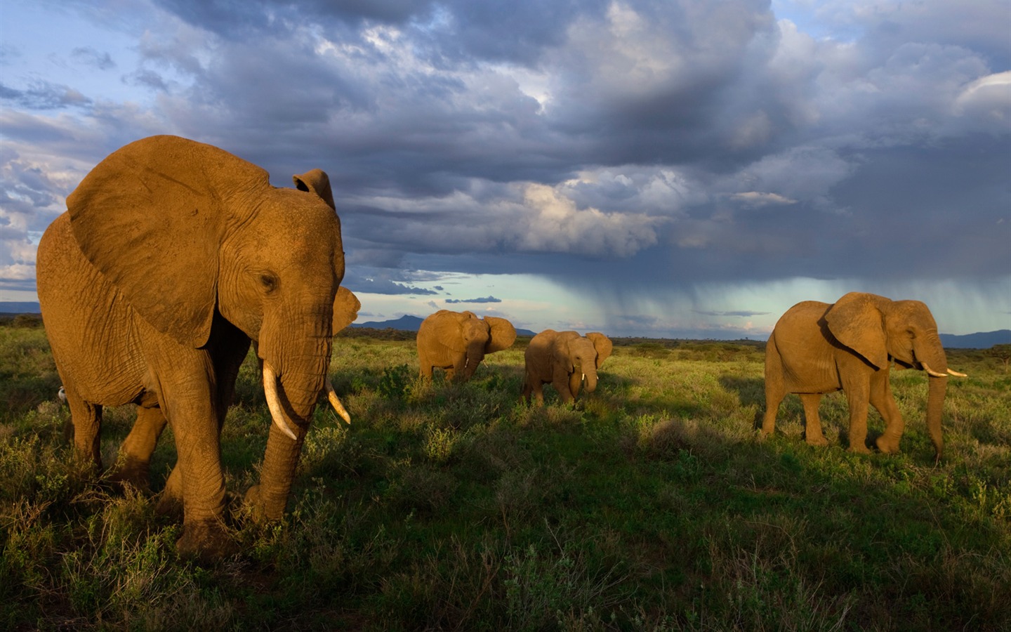 National Geographic album papier peint des animaux (9) #3 - 1440x900