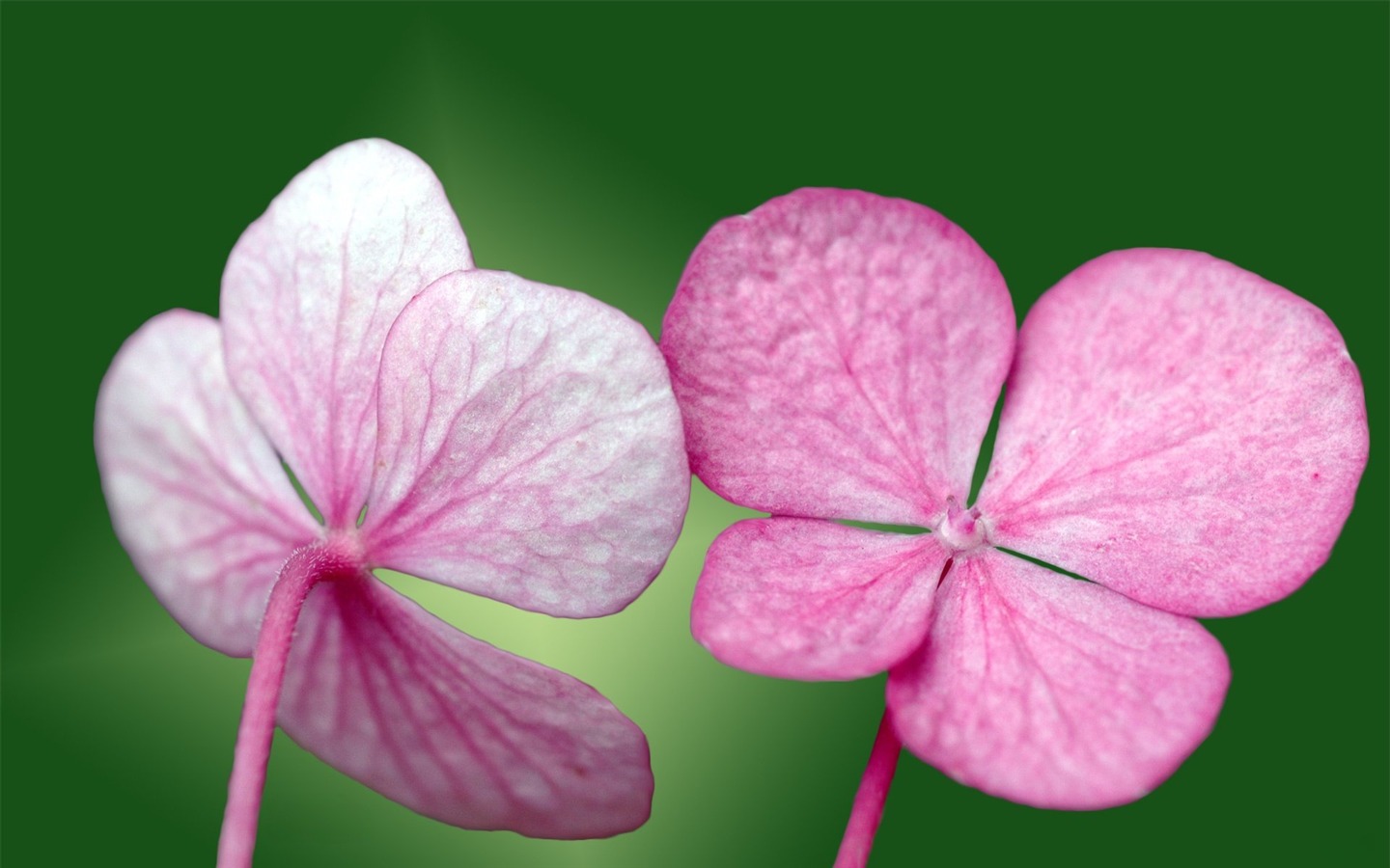 Pairs of flowers and green leaves wallpaper (1) #1 - 1440x900